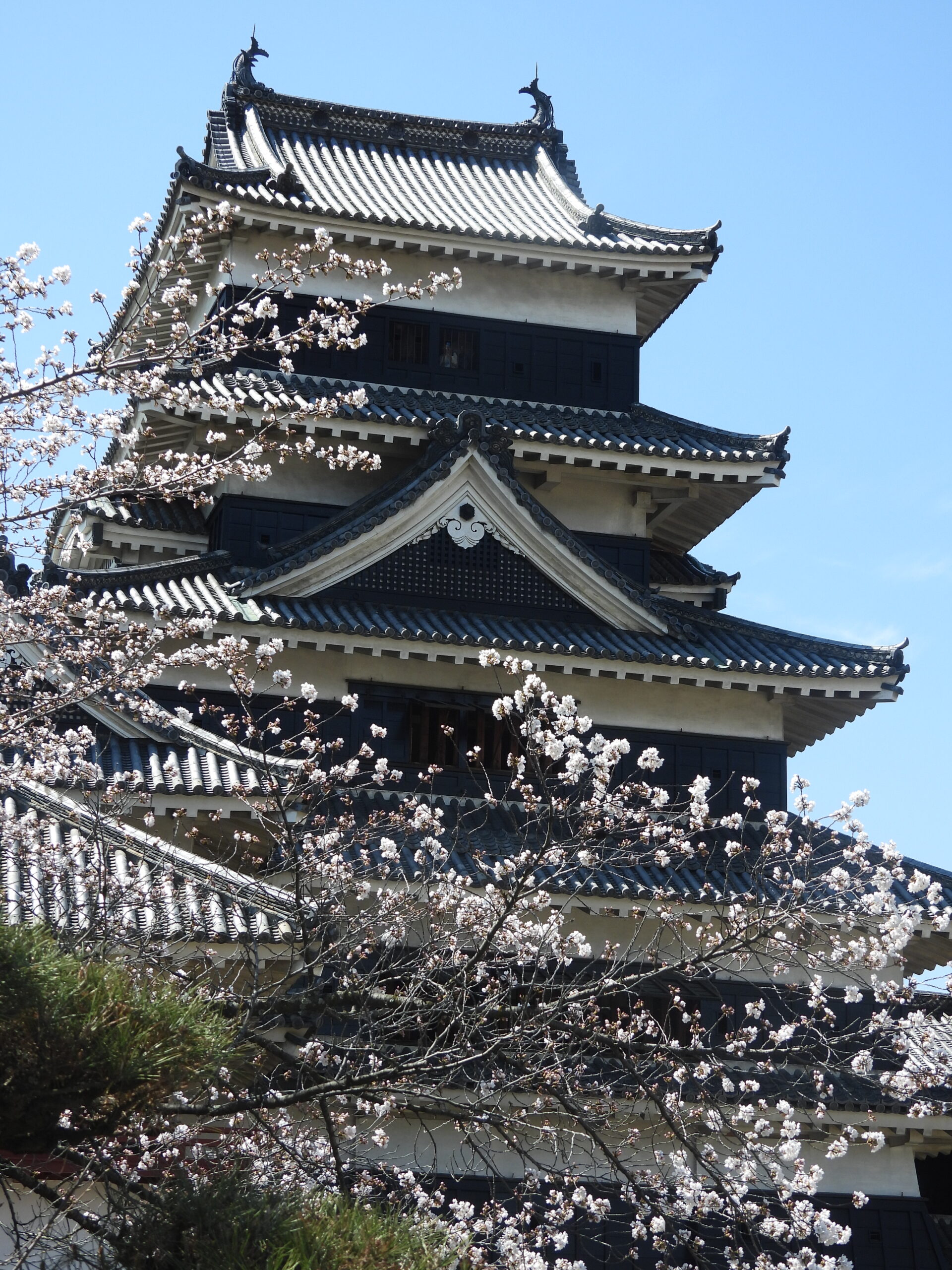Matsumoto_castle_and_Sakura-1