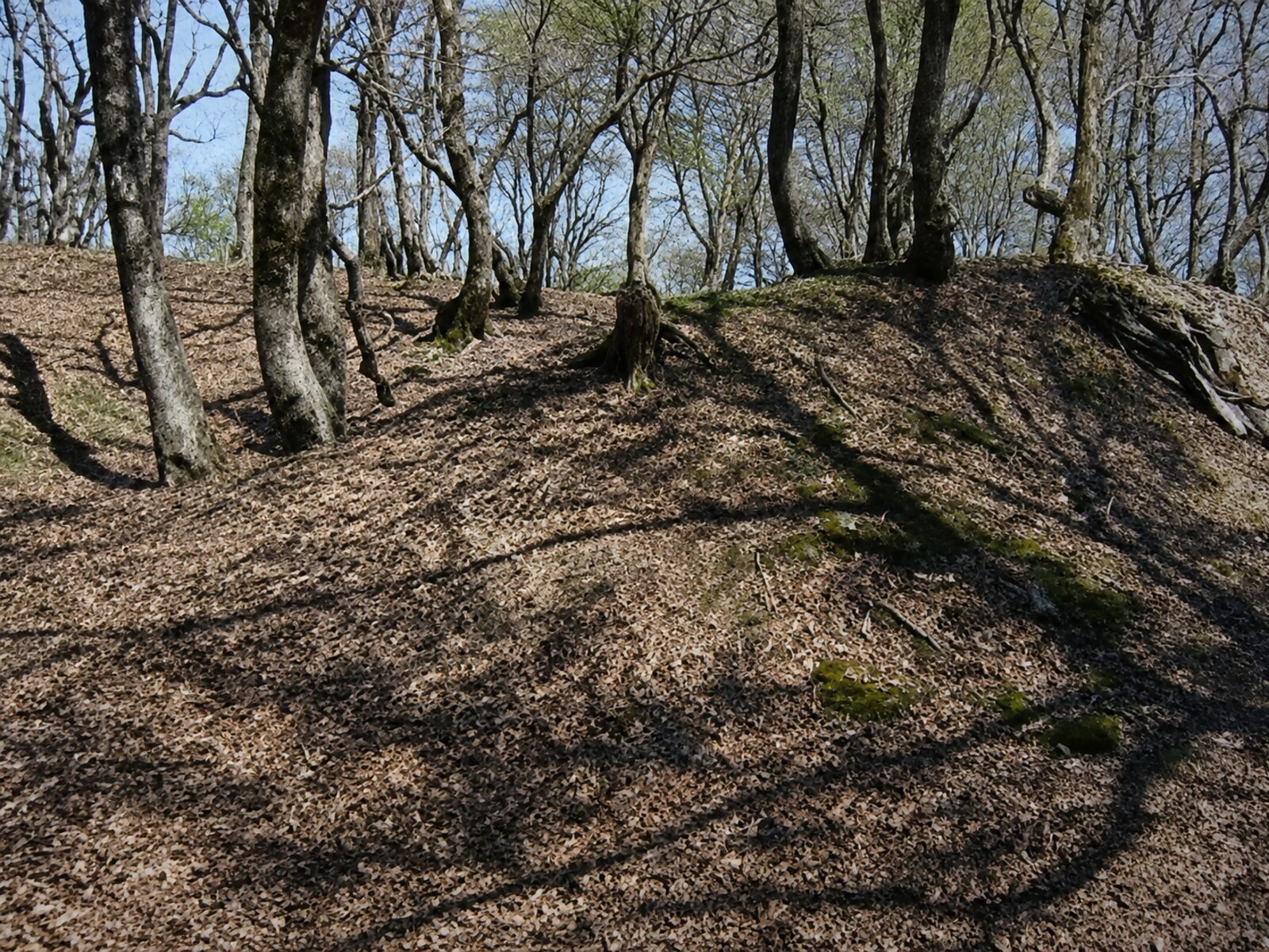 林の中に続く玄蕃尾城の土塁。四百年前の高まりがそのまま残る