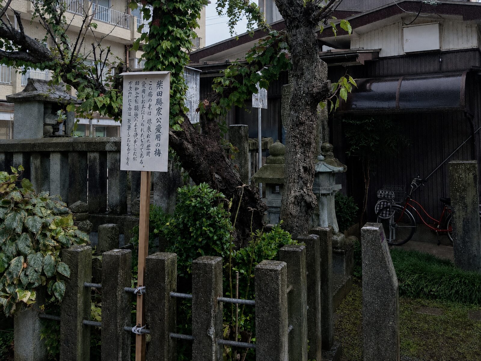 西光寺の柴田勝家公愛用の梅