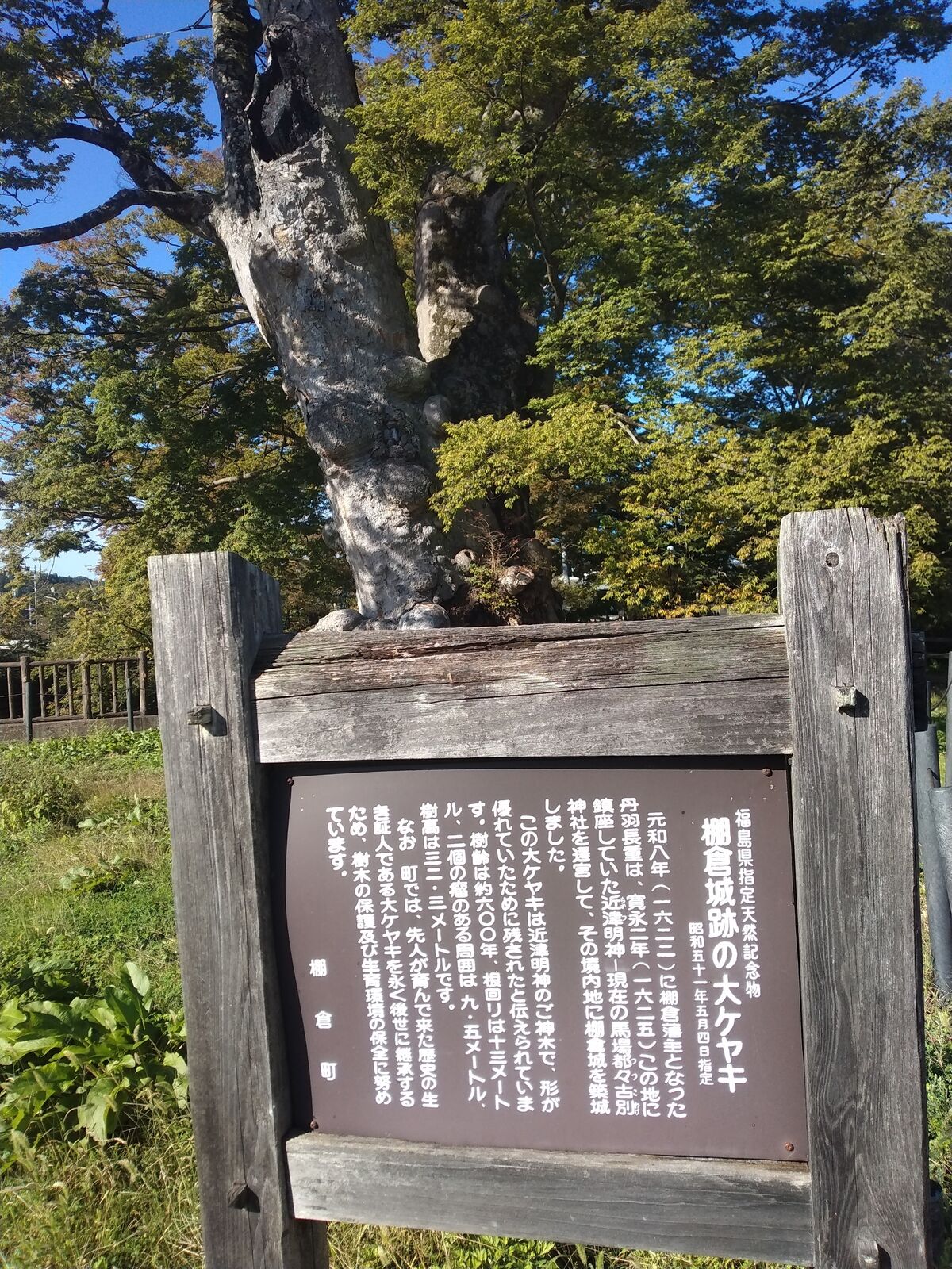 棚倉城跡の大ケヤキの案内板