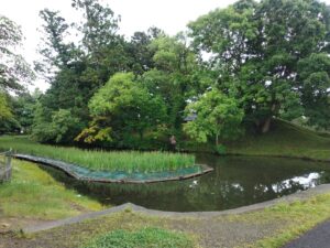 鶴ヶ岡城の堀に咲く菖蒲