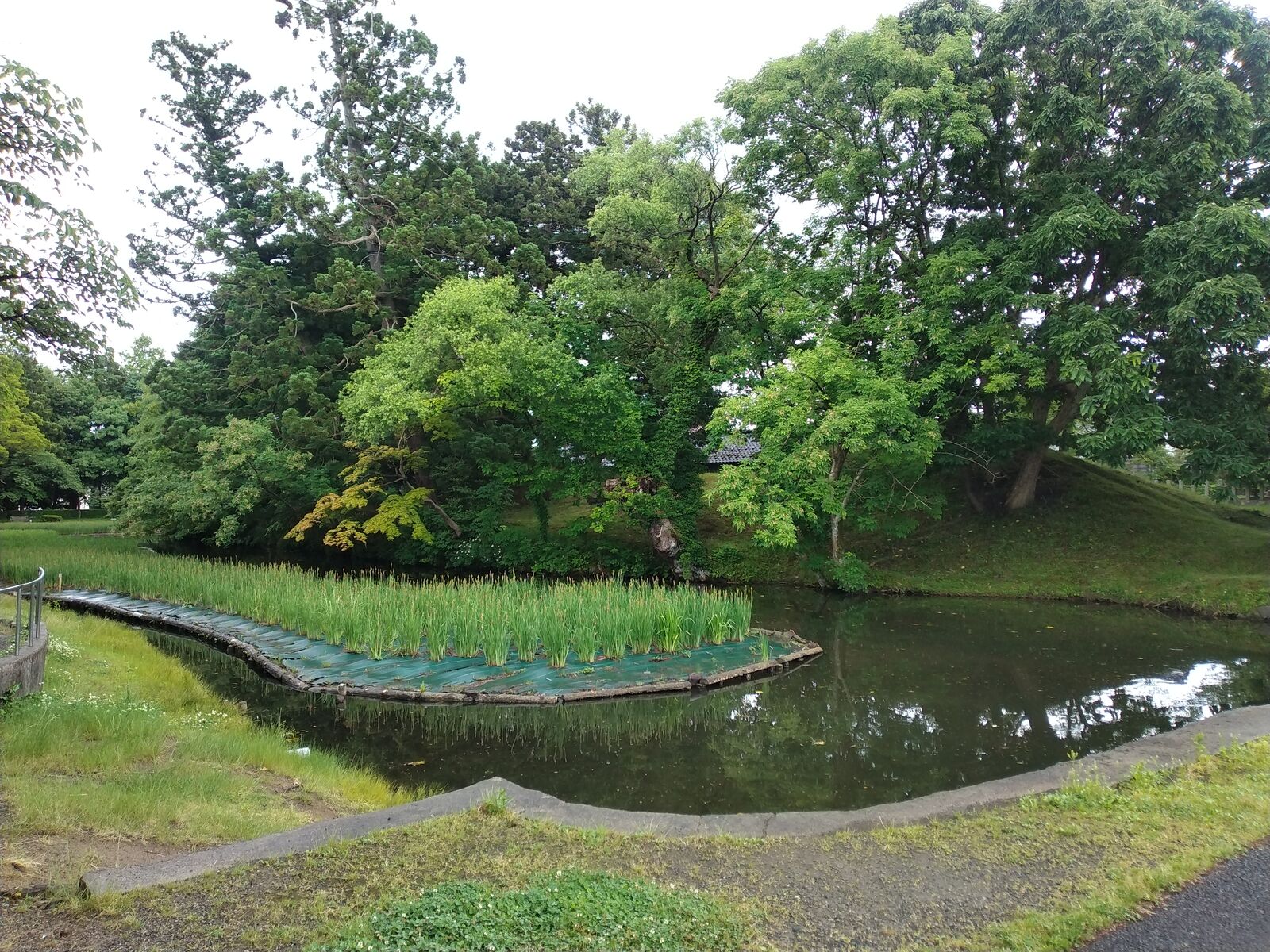 鶴ヶ岡城の堀に咲く菖蒲