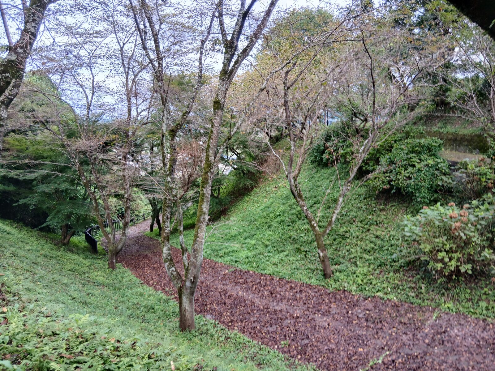 kitsuregawajo-sakura-hori