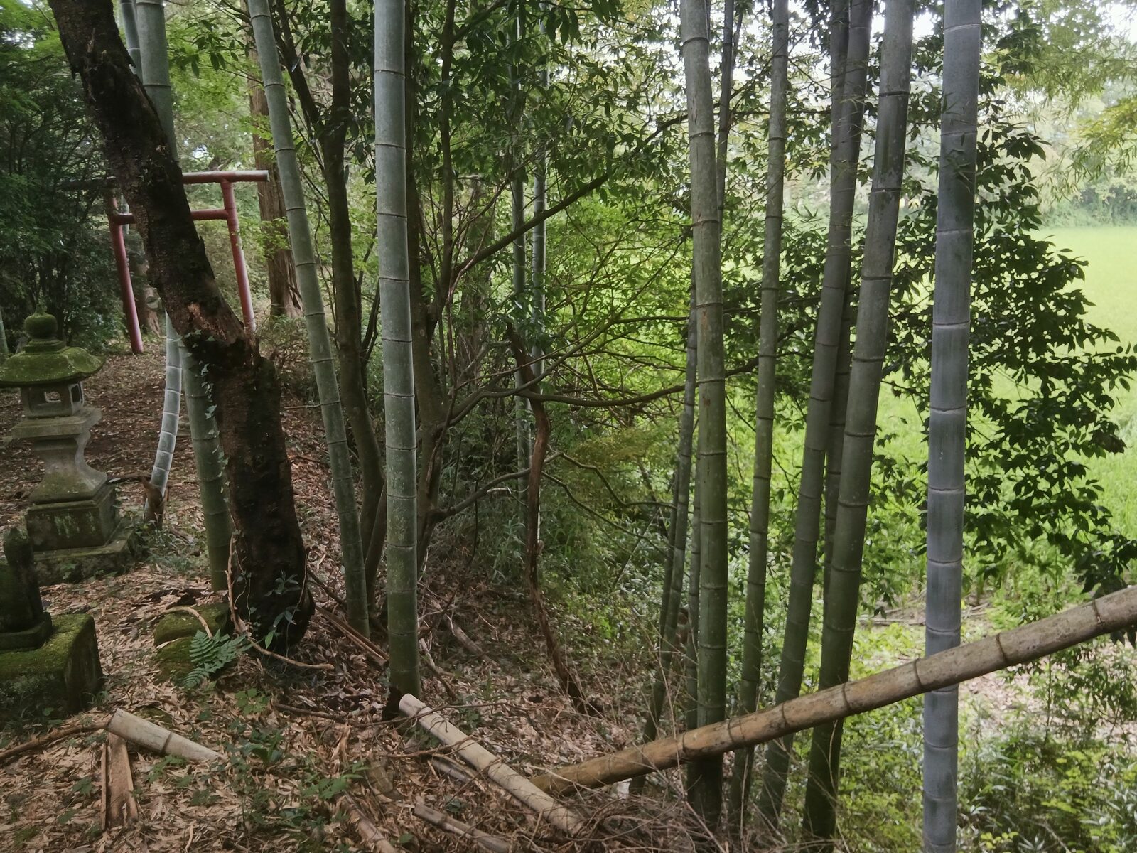 竹林と鳥居