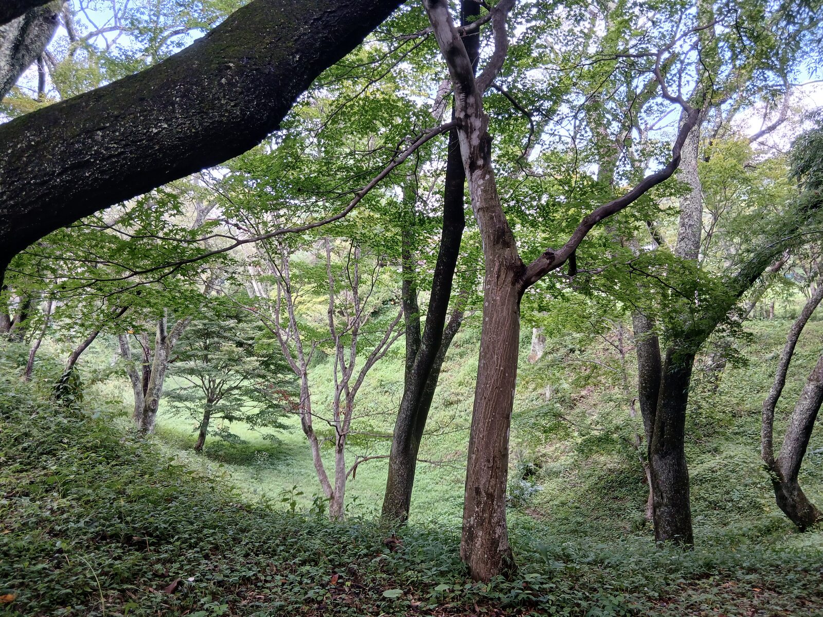 高遠城本丸周囲の堀