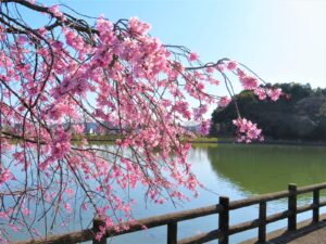 大池のほとりに咲くしだれ桜と、金子城跡のある金子山