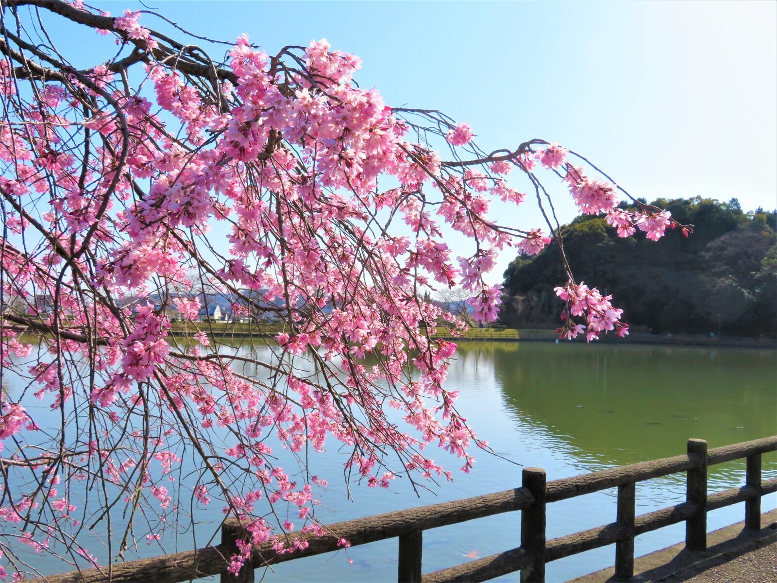大池のほとりに咲くしだれ桜と、金子城跡のある金子山