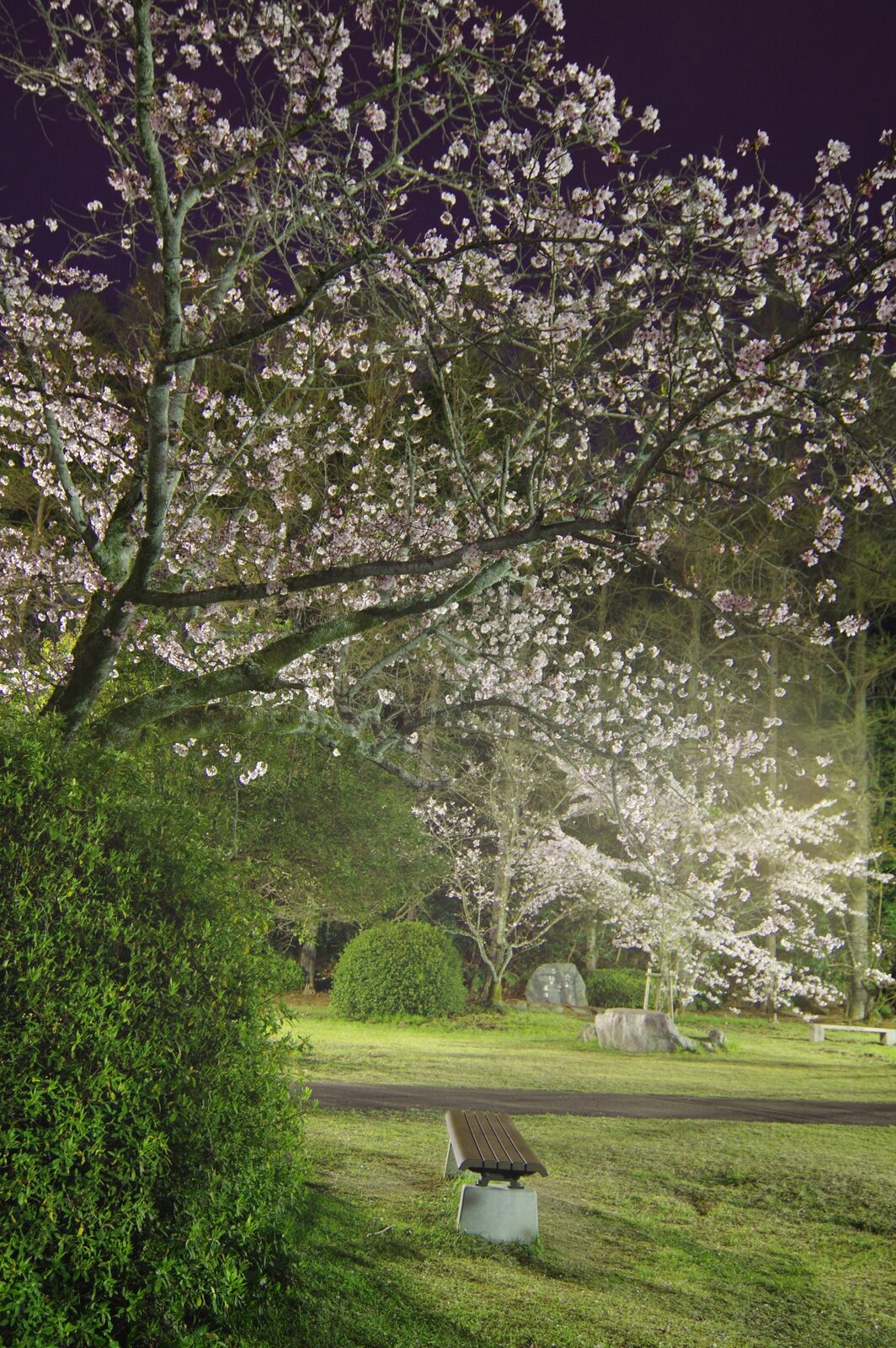 ライトアップされた滝の宮公園の夜桜と石碑