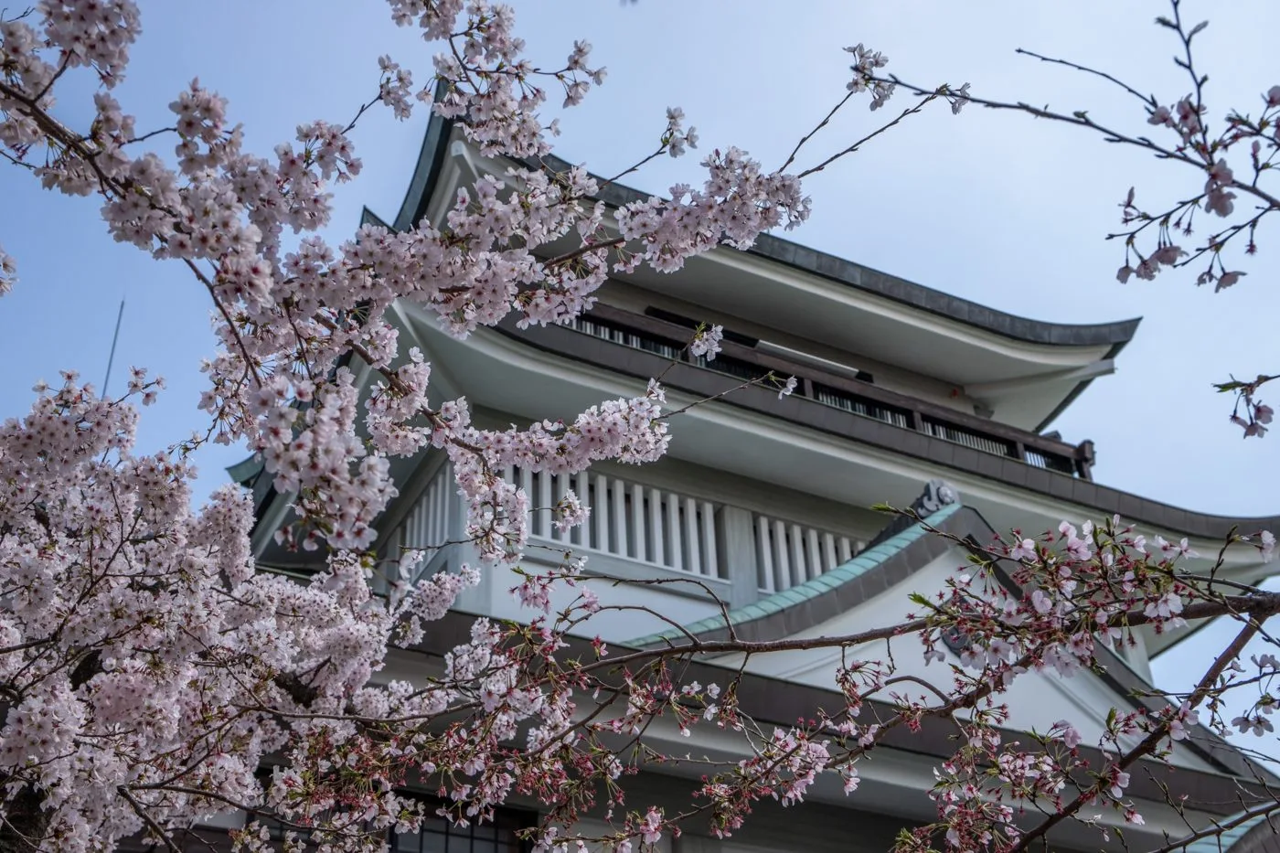 桜の小牧山と山頂の小牧市歴史館