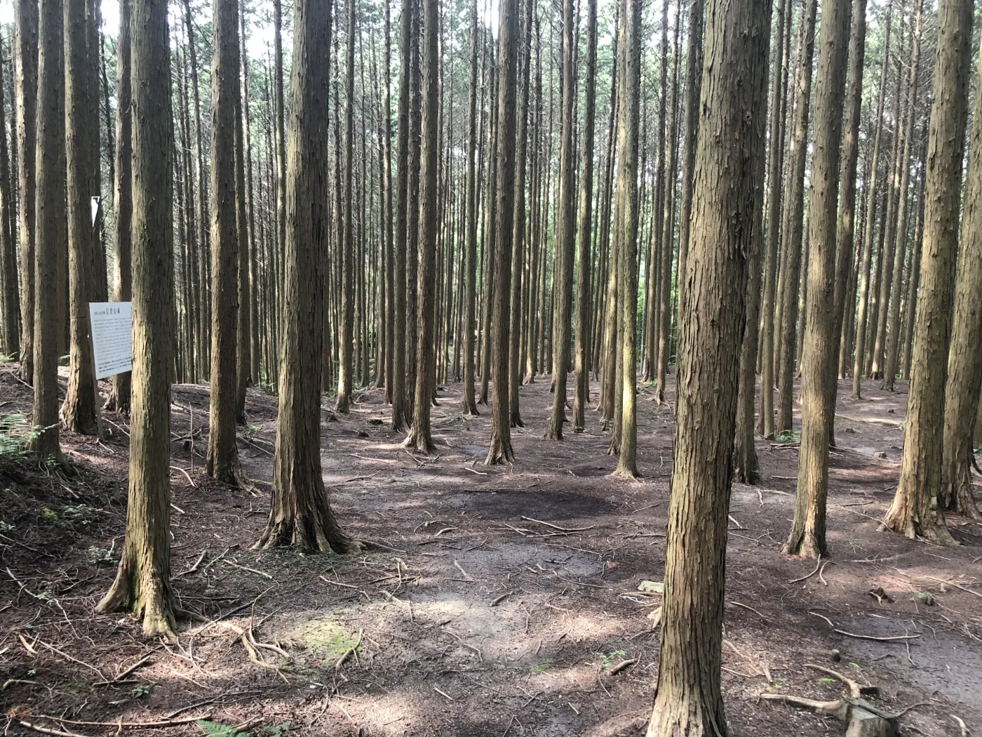 信貴山城跡の杉林